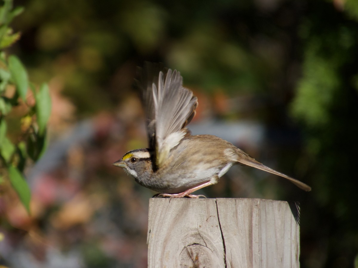 White-throated Sparrow - ML645667538