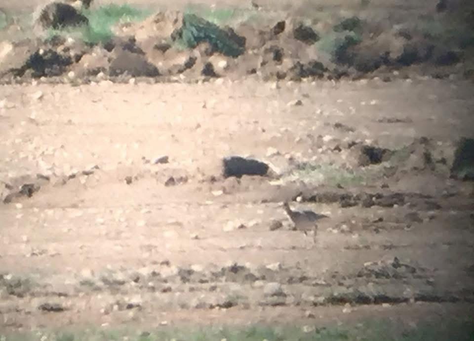 bartramie dlouhoocasá - ML645667544