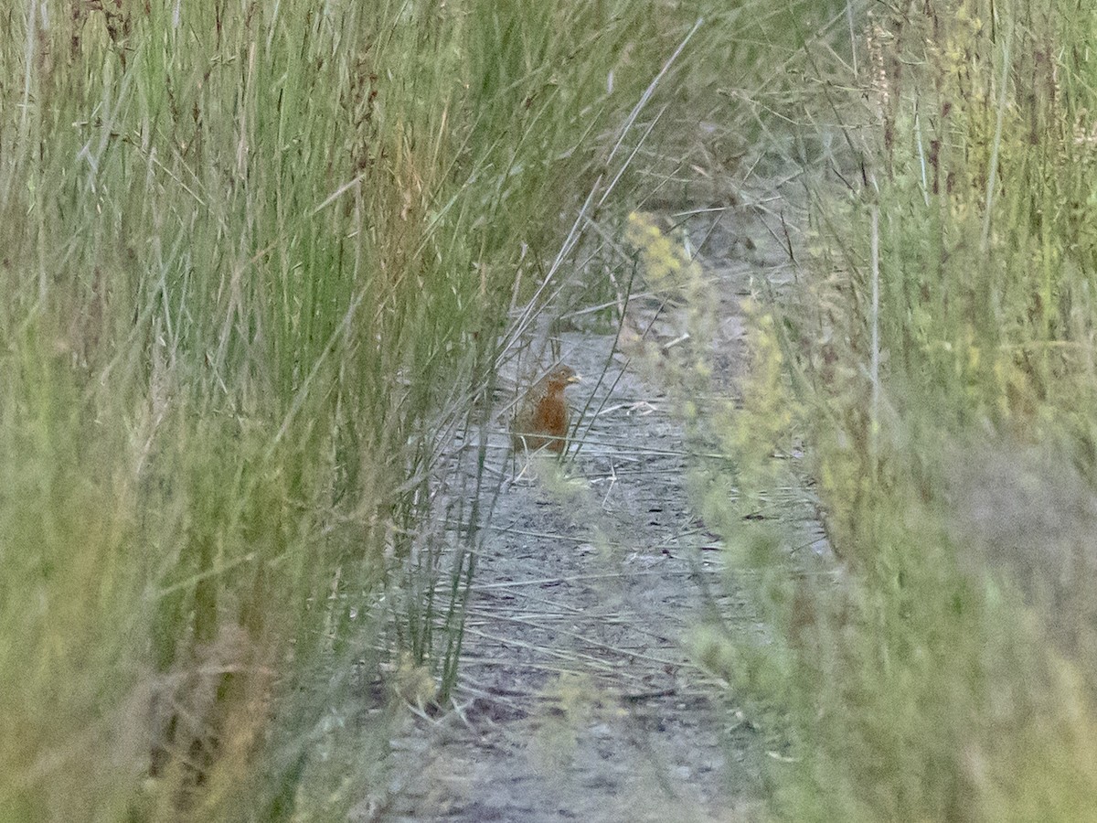 Red-backed Buttonquail - ML645667546