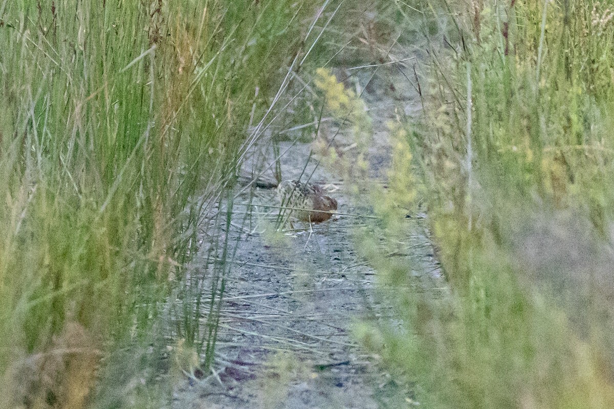 Red-backed Buttonquail - ML645667547