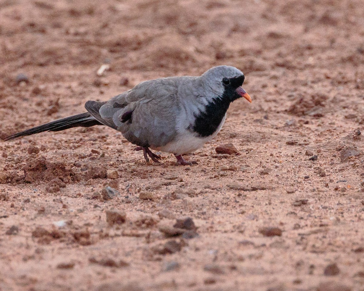 maskedue - ML645667550