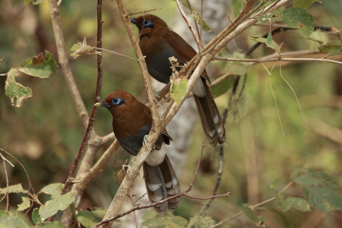 棕噪眉 - ML645667554