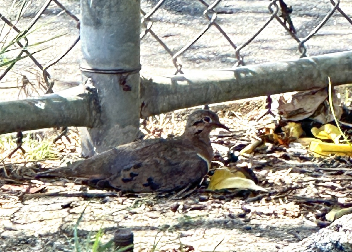 Eared Dove - ML645667562