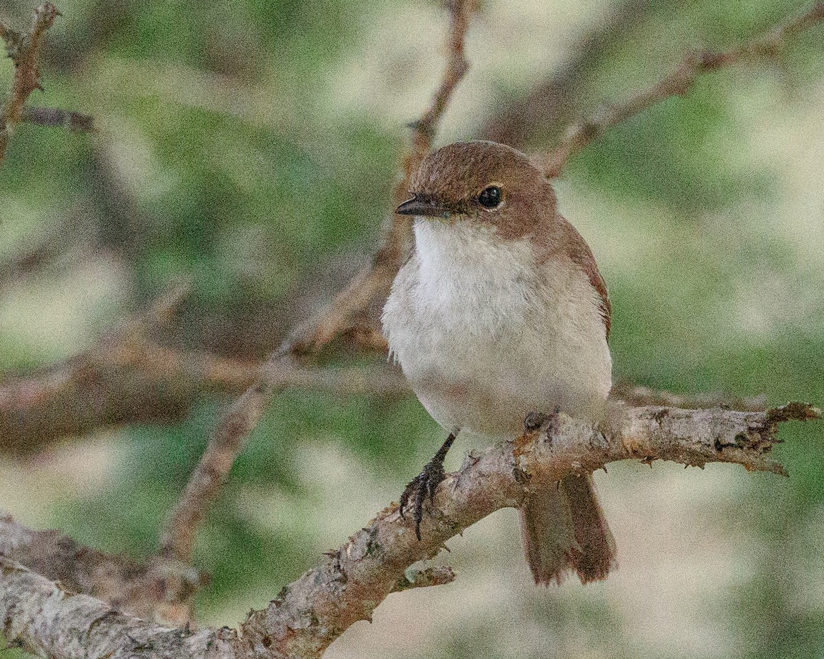 kalaharifluesnapper - ML645667566