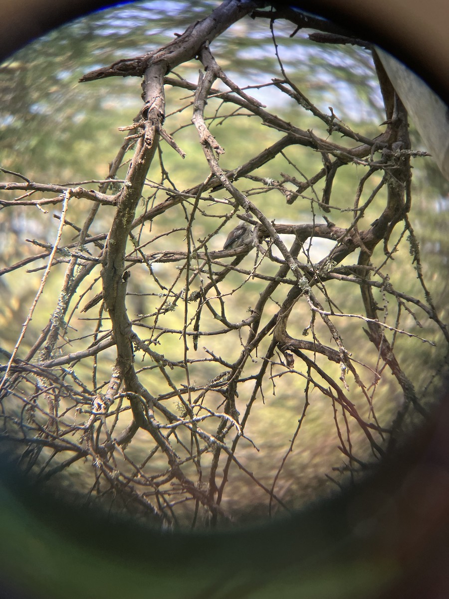 Striped Kingfisher - ML645667573