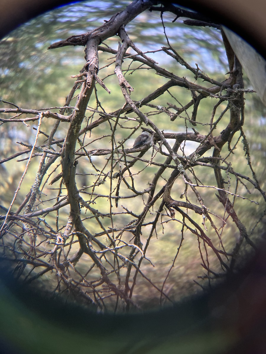 Striped Kingfisher - ML645667574