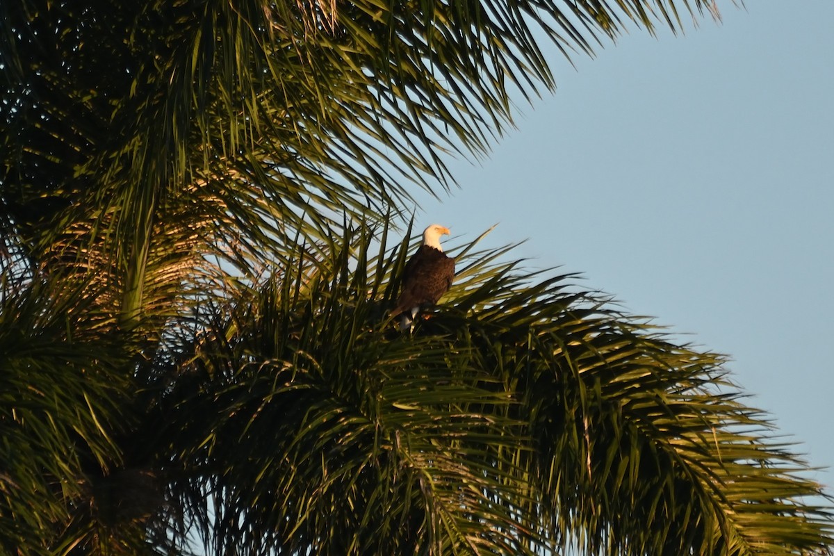 Bald Eagle - ML645667576