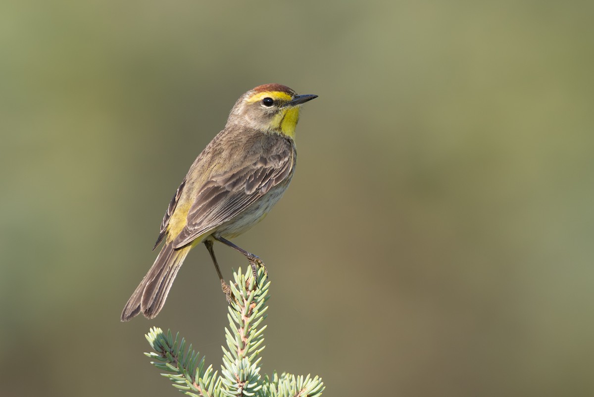 Palm Warbler - ML645667578