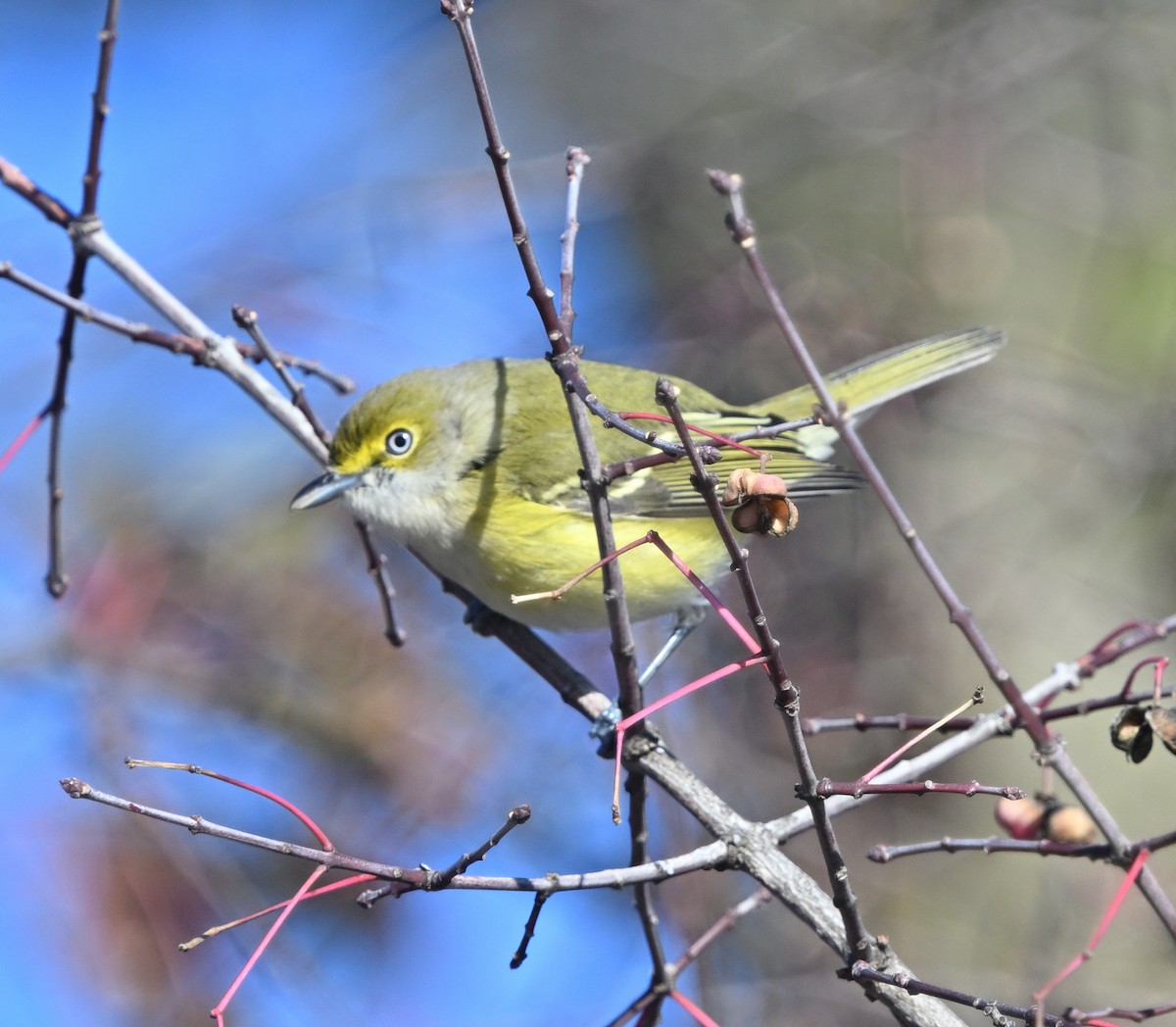 White-eyed Vireo - ML645667579