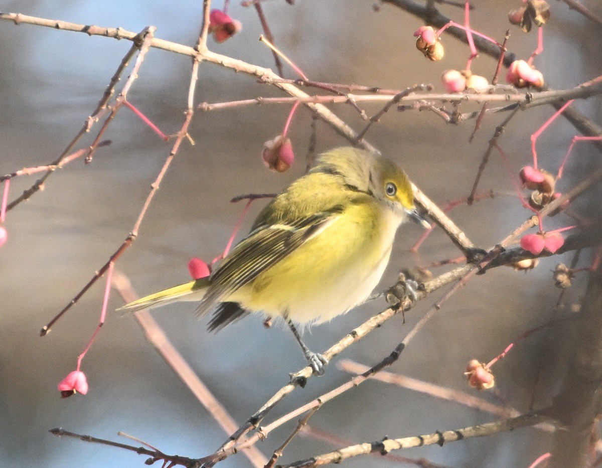 White-eyed Vireo - ML645667580
