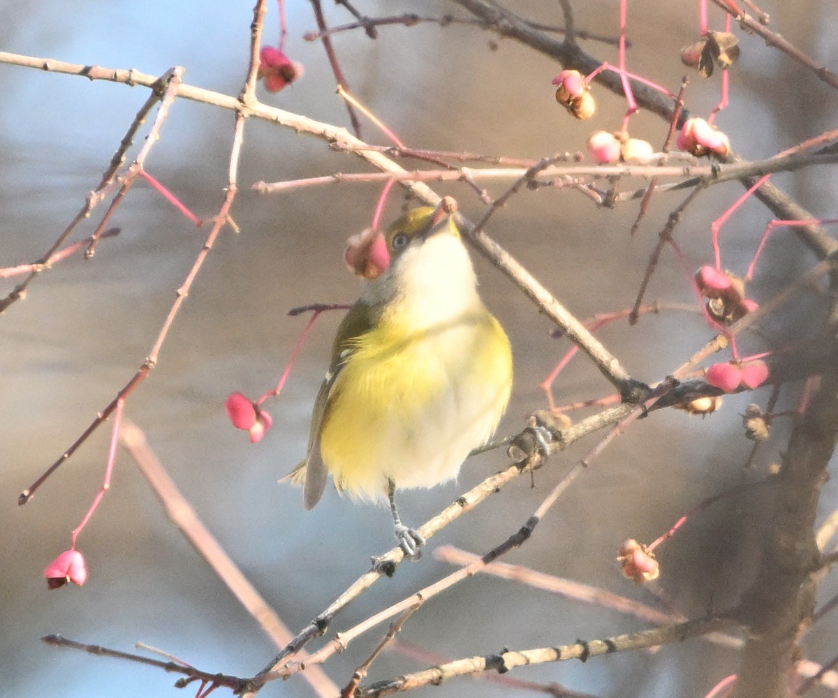 White-eyed Vireo - ML645667581