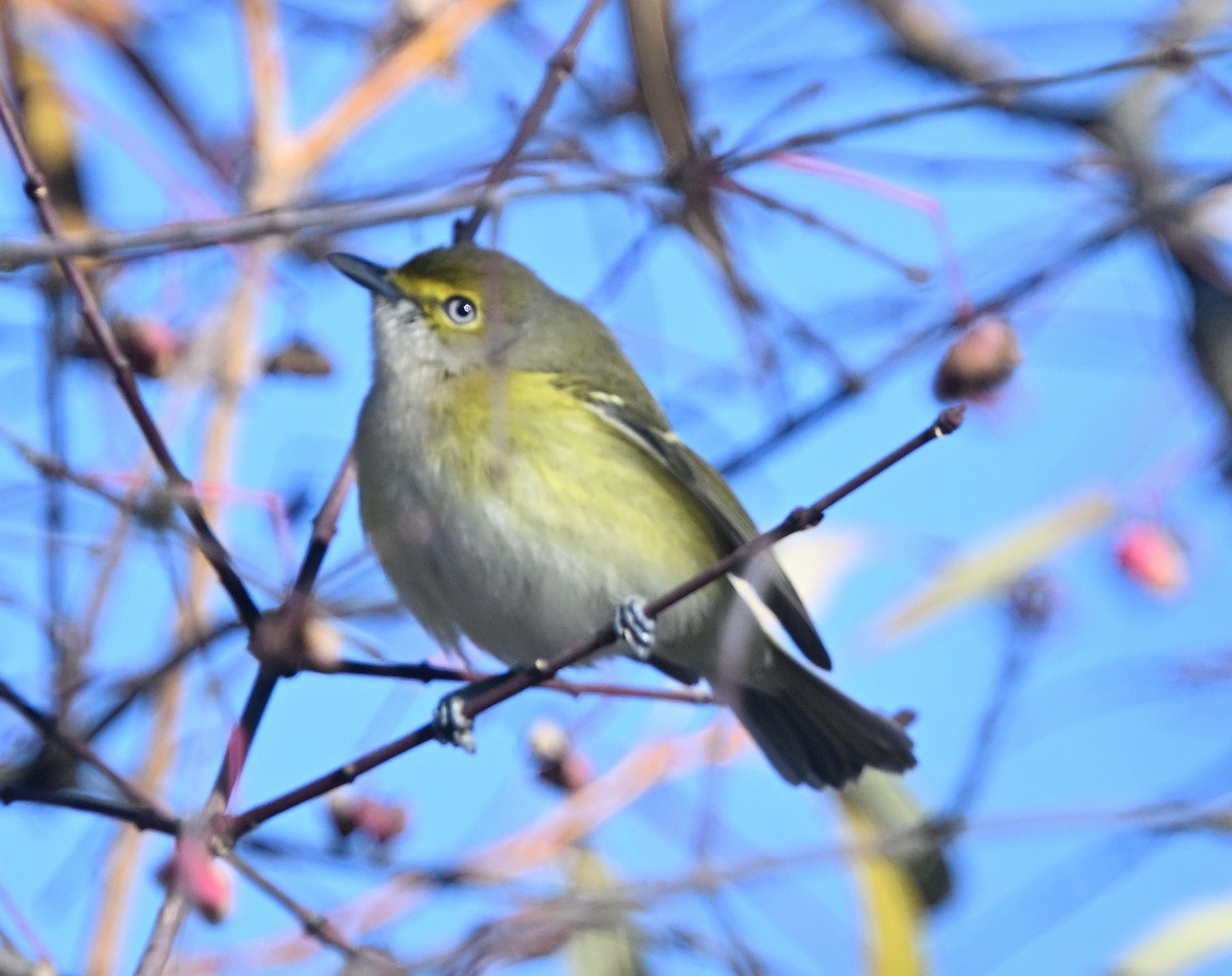 White-eyed Vireo - ML645667582