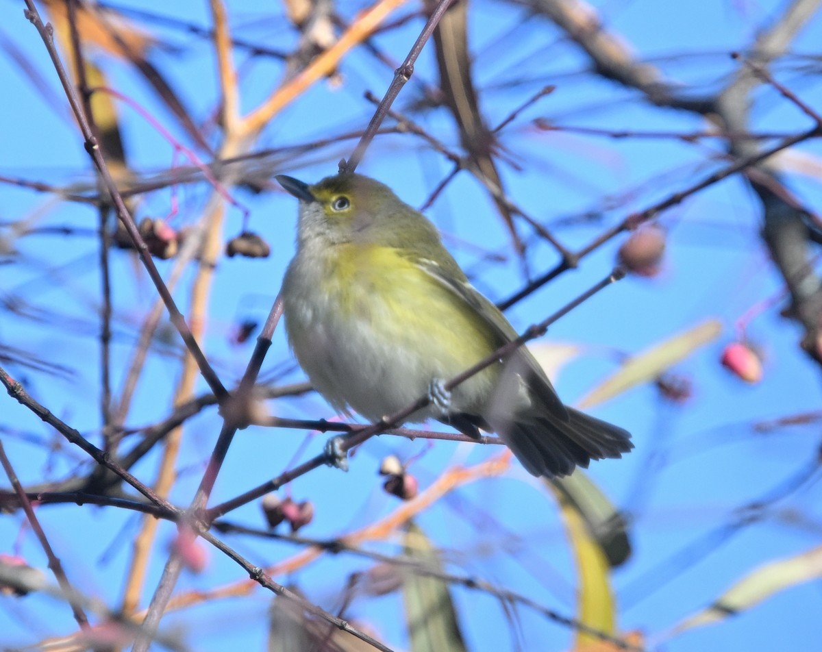White-eyed Vireo - ML645667583