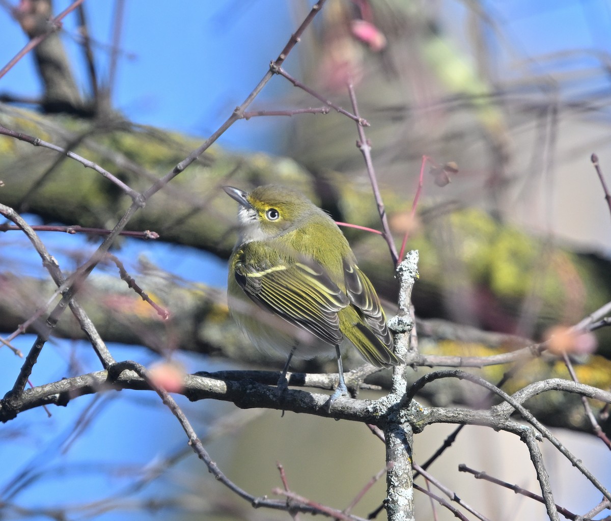 White-eyed Vireo - ML645667584
