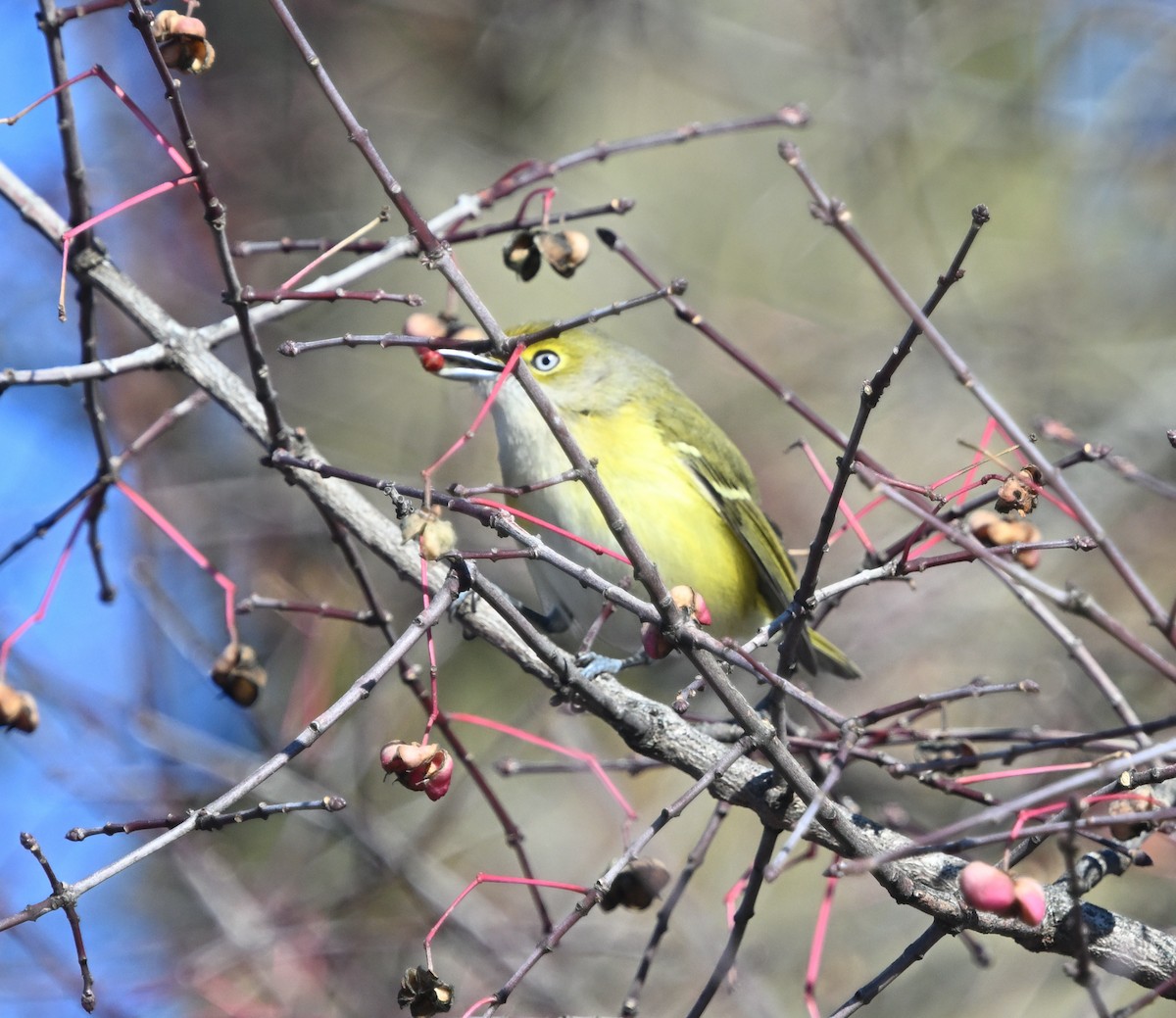 White-eyed Vireo - ML645667585