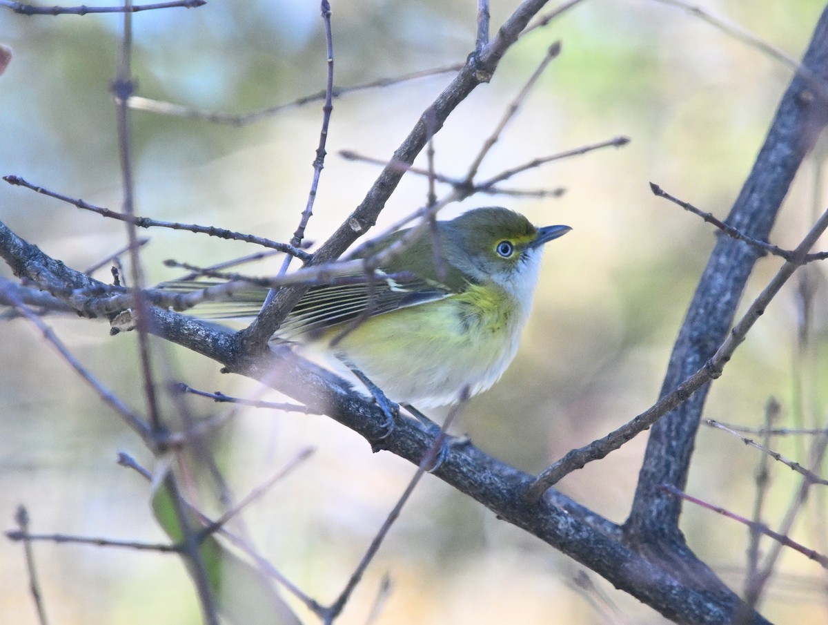 White-eyed Vireo - ML645667586