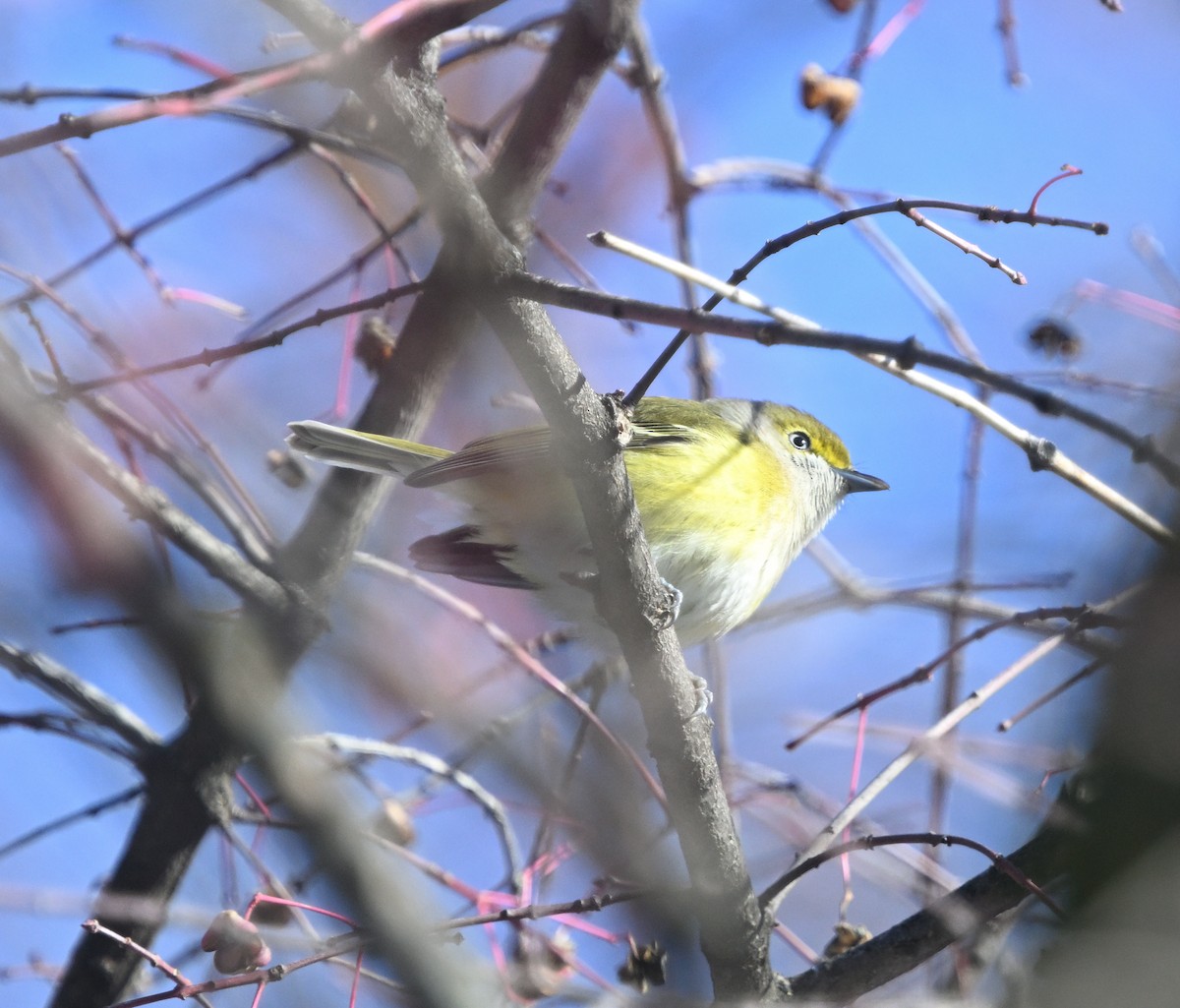 White-eyed Vireo - ML645667587
