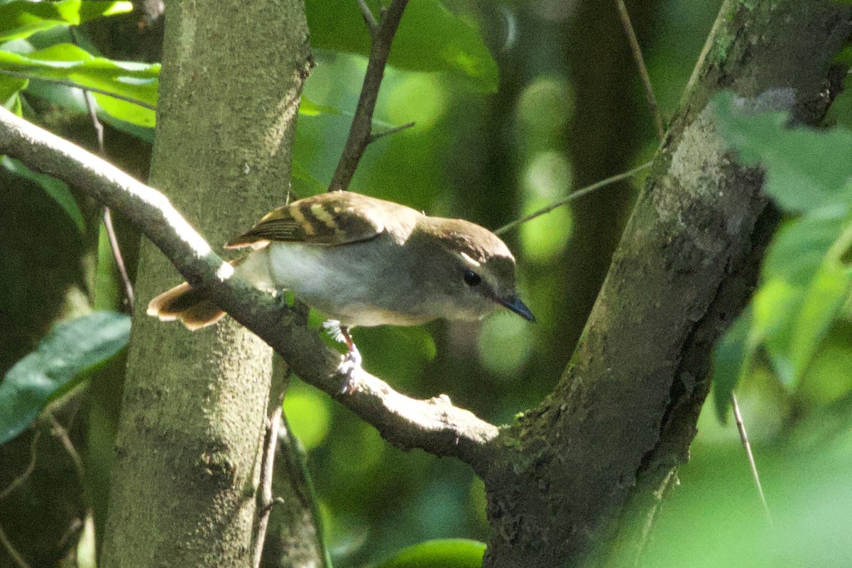 Fuscous Flycatcher - ML645667588