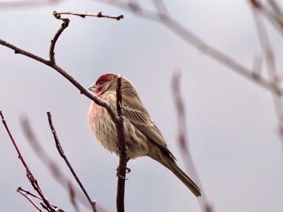 House Finch - ML645667589