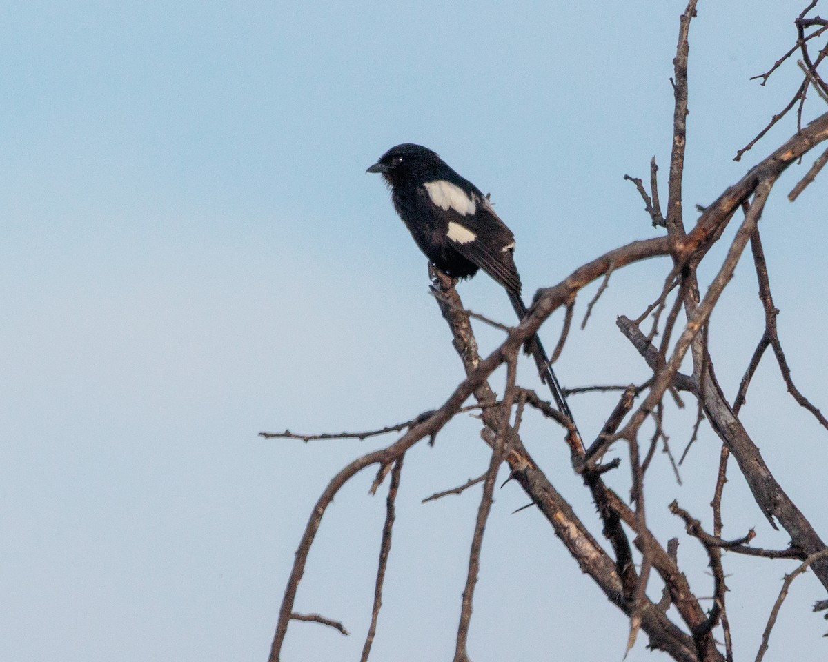 skjærevarsler - ML645667595