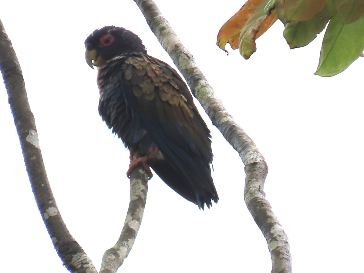 Bronze-winged Parrot - ML645667597