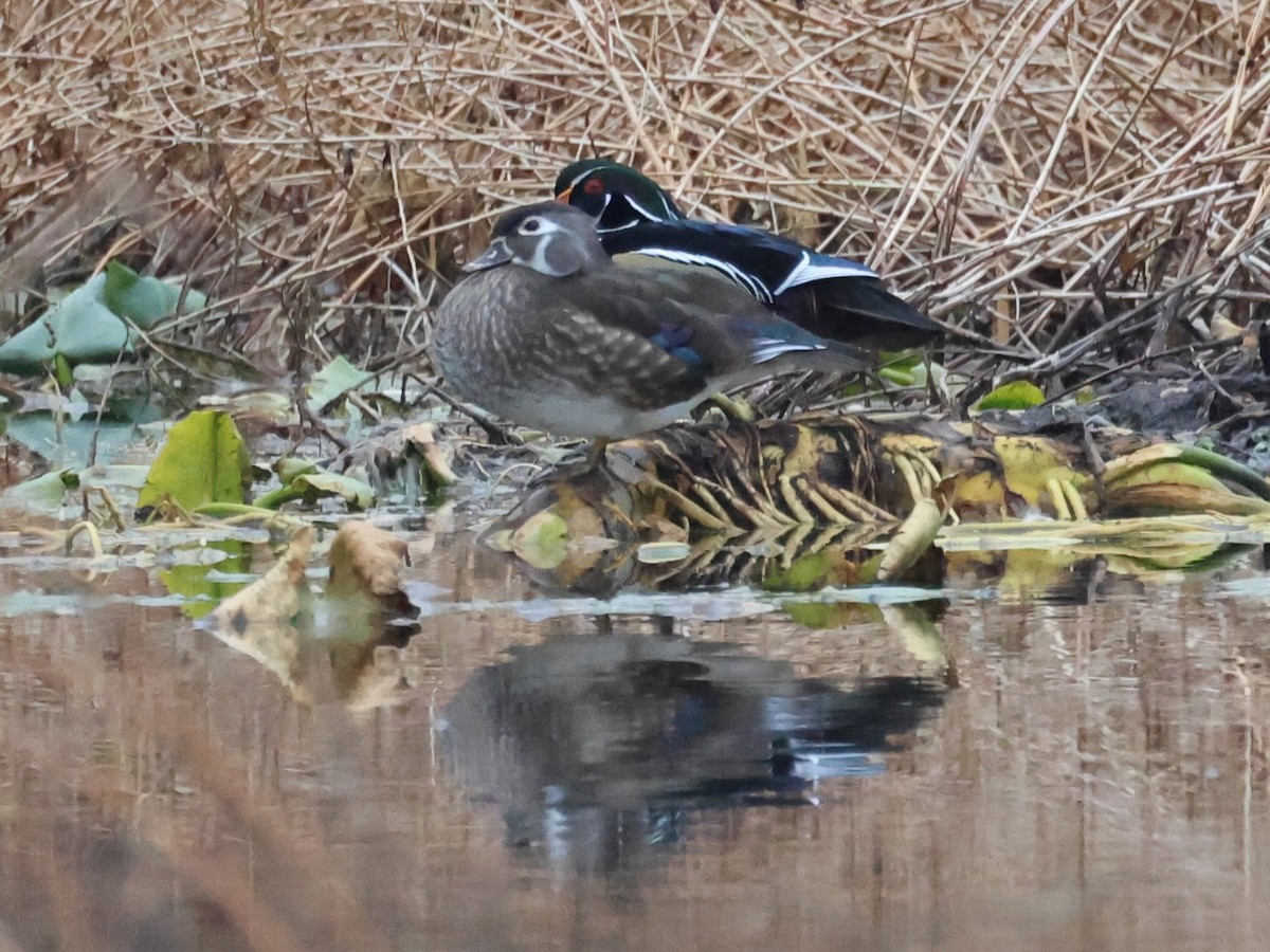 Wood Duck - ML645667598