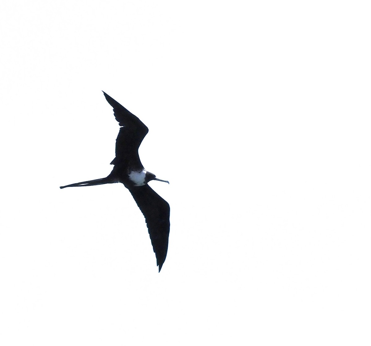 Magnificent Frigatebird - ML645667601