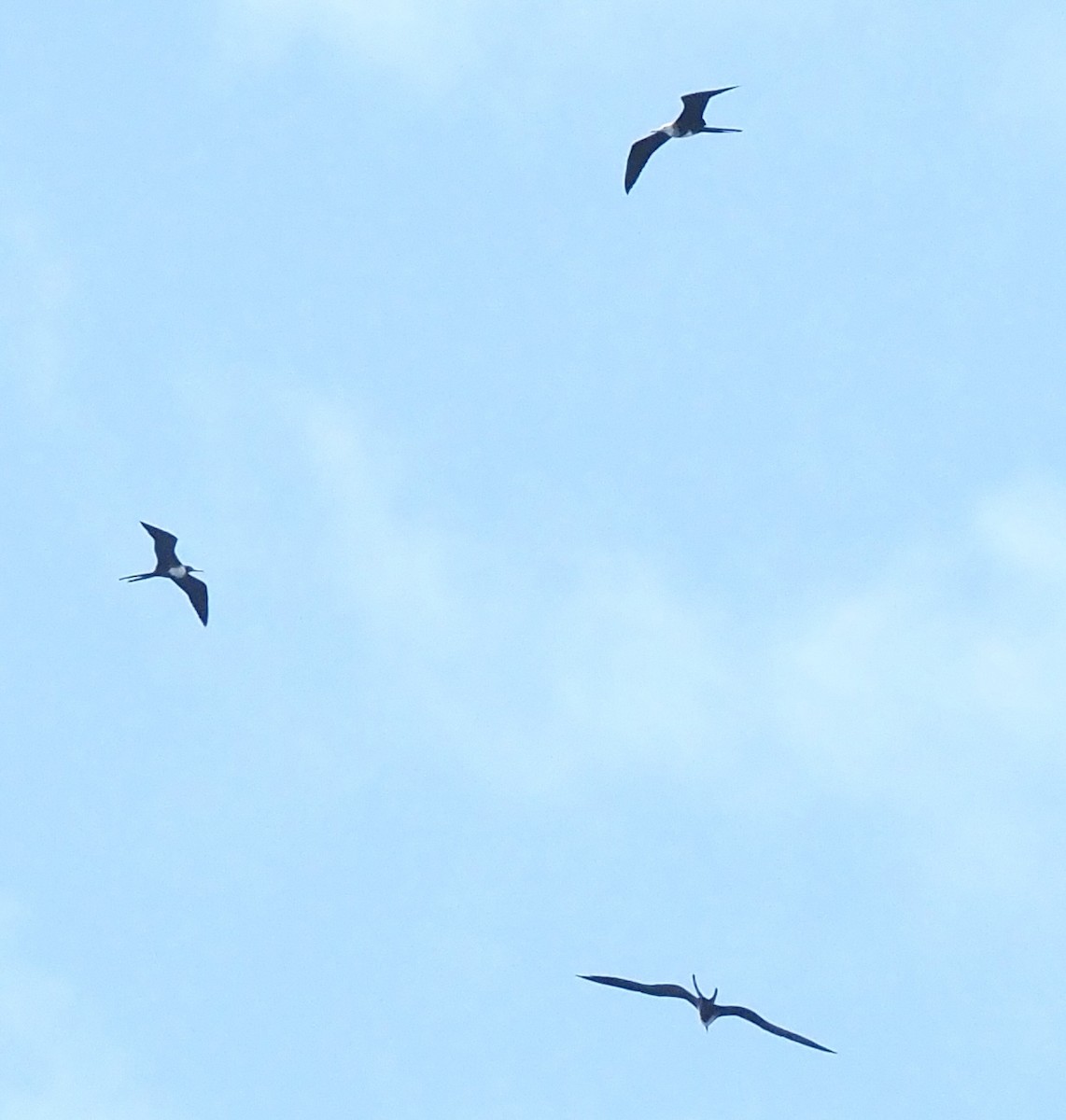 Magnificent Frigatebird - ML645667602