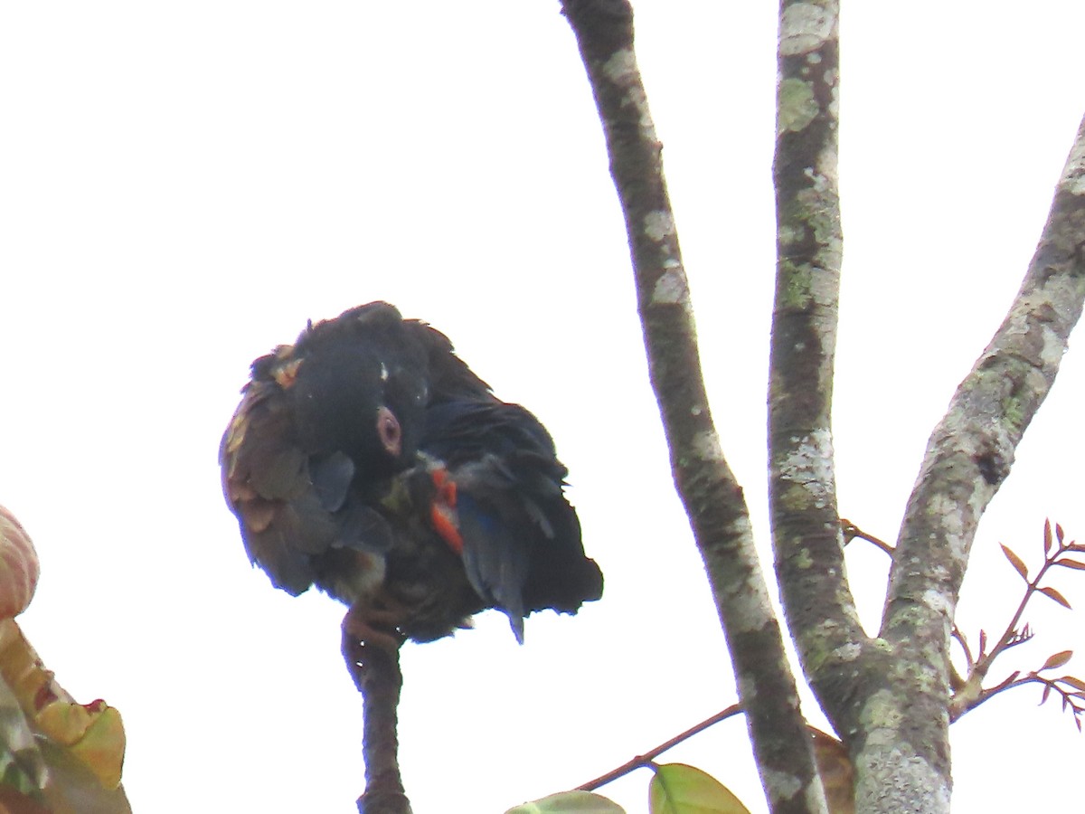 Bronze-winged Parrot - ML645667604