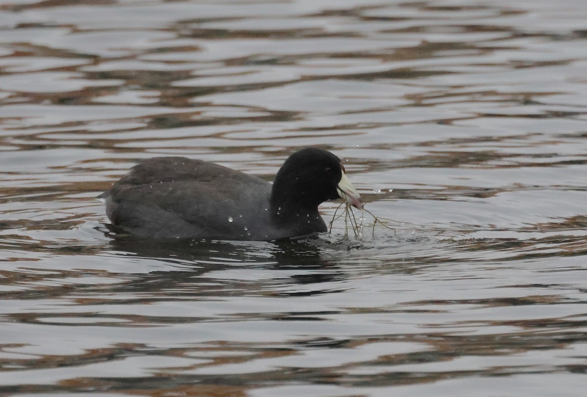 American Coot - ML645667605