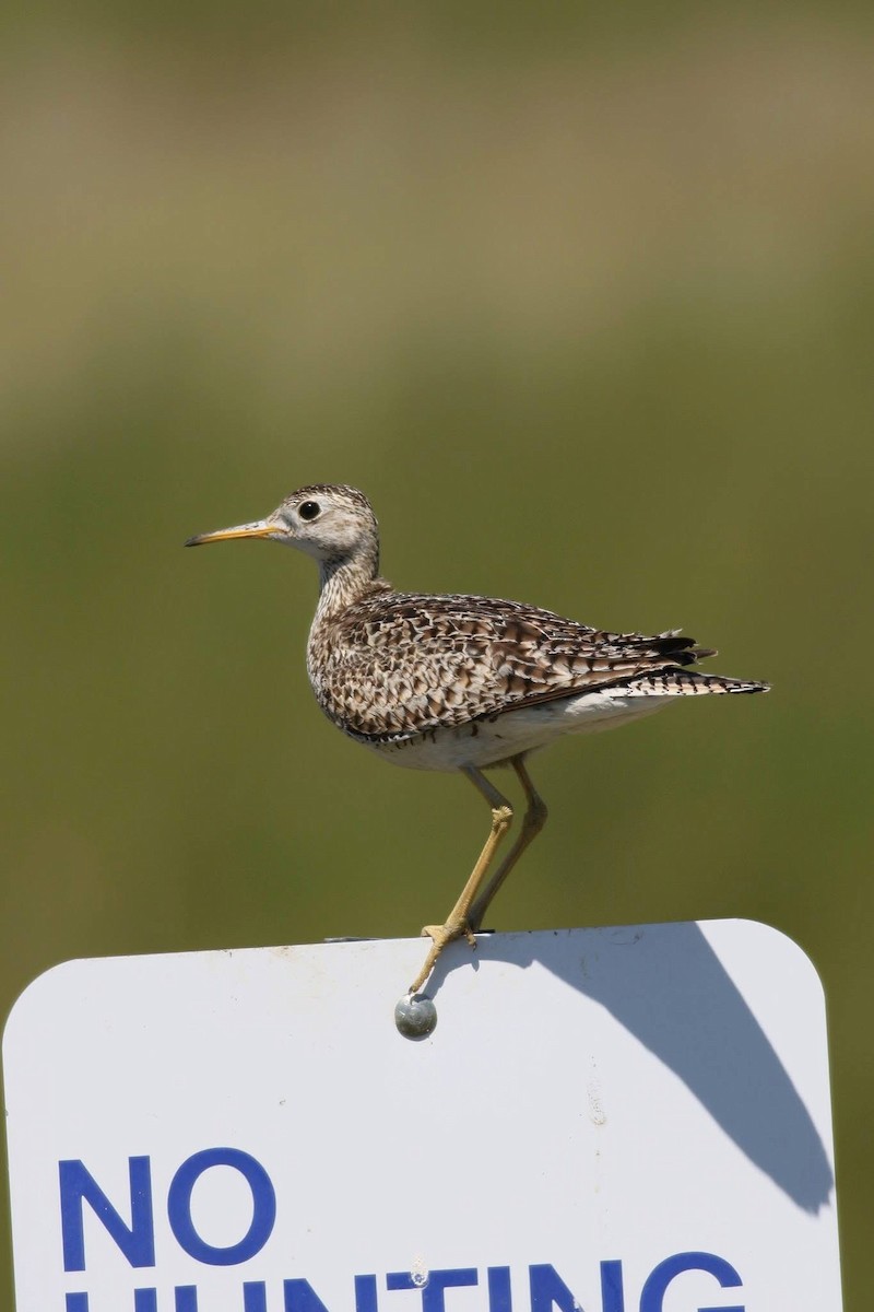 bartramie dlouhoocasá - ML645667606