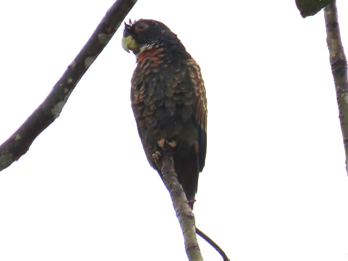 Bronze-winged Parrot - ML645667607