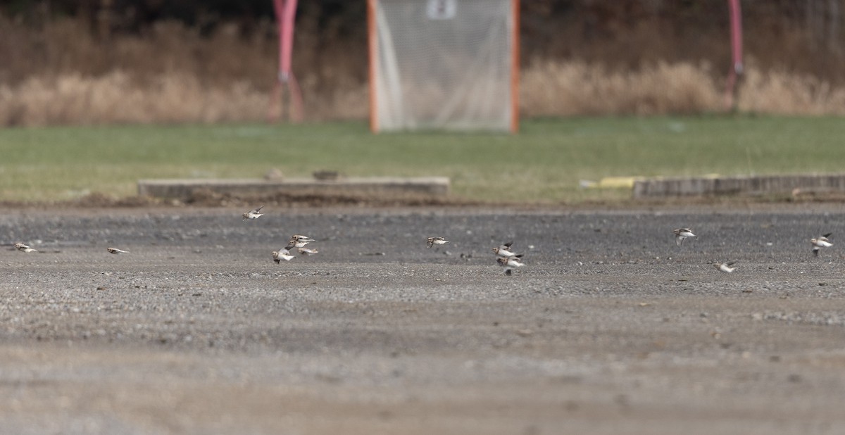 Plectrophane des neiges - ML645667608