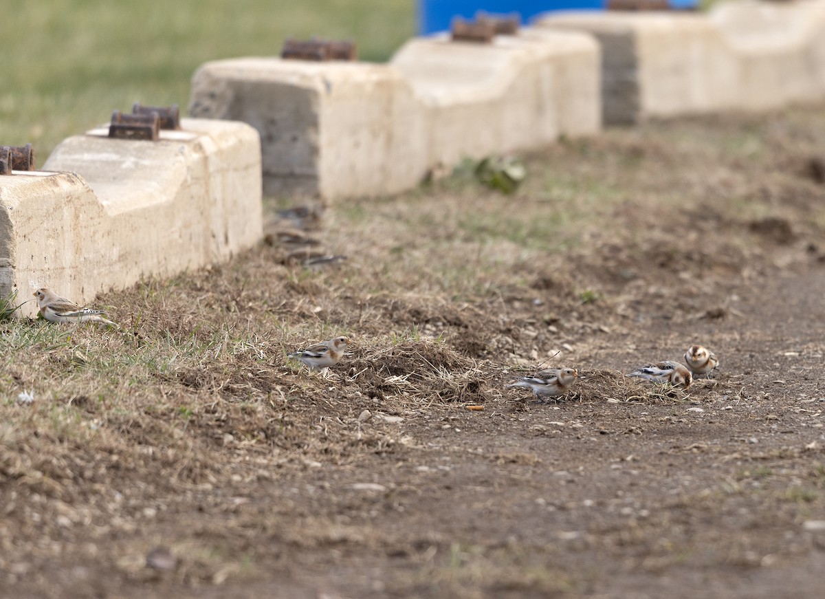 Plectrophane des neiges - ML645667609