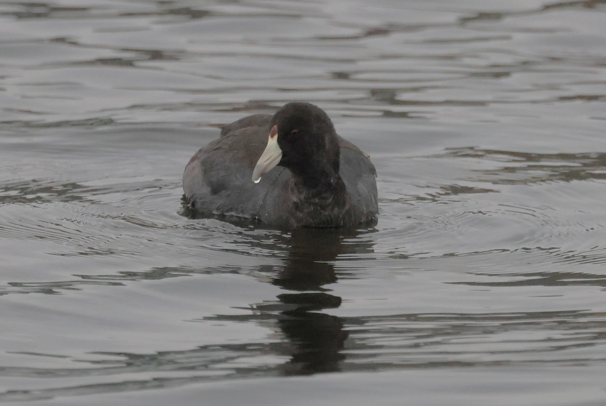 American Coot - ML645667610