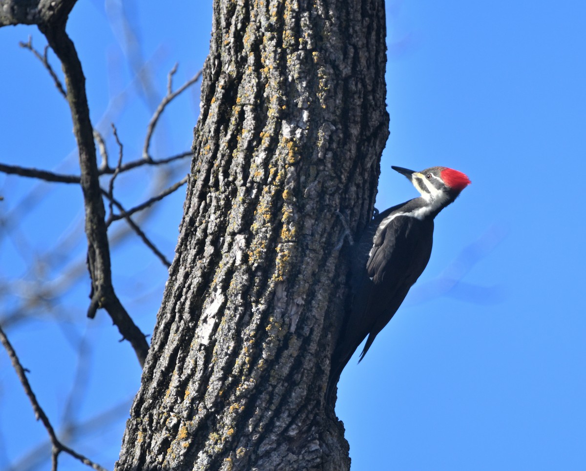 Pileated Woodpecker - ML645667611