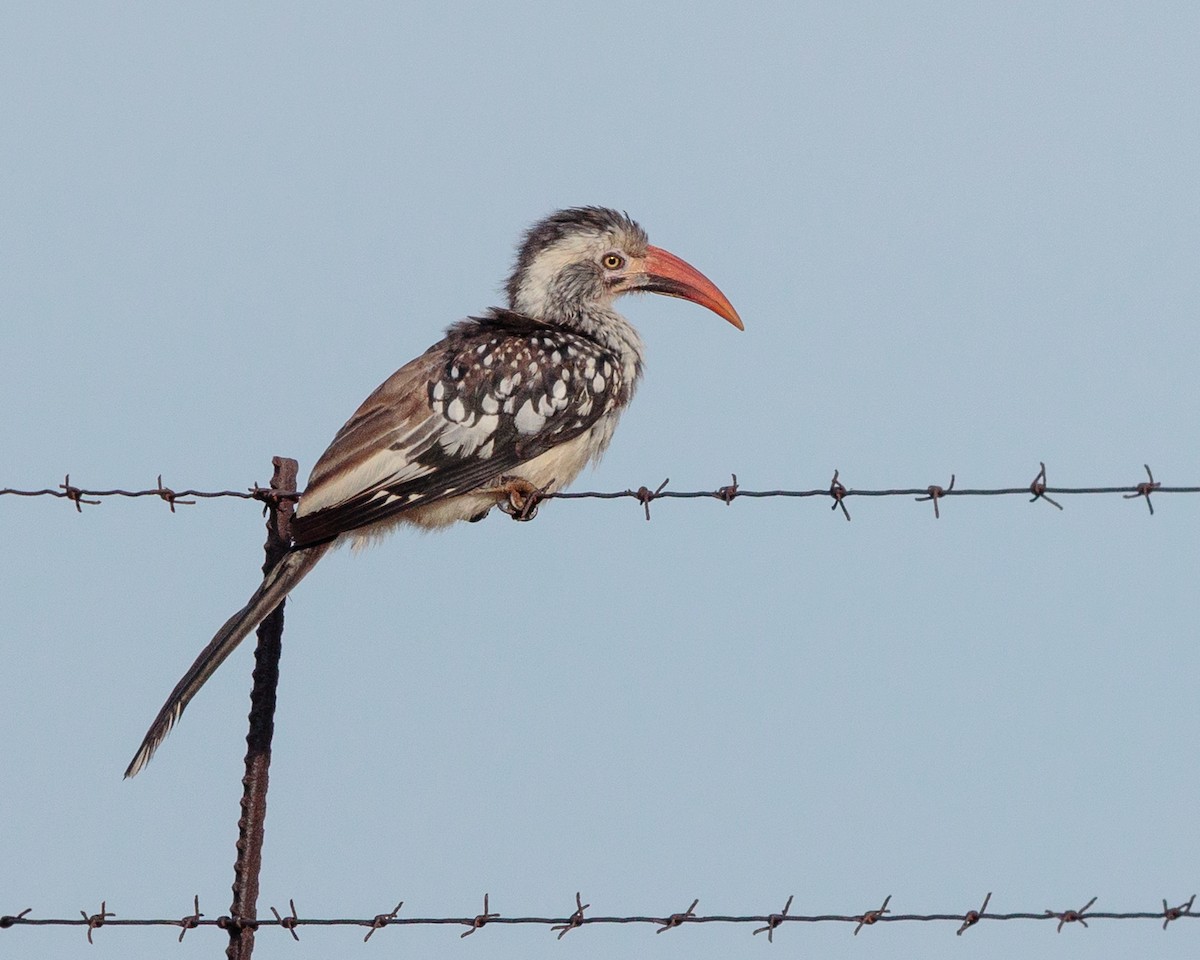 blodnebbtoko - ML645667612