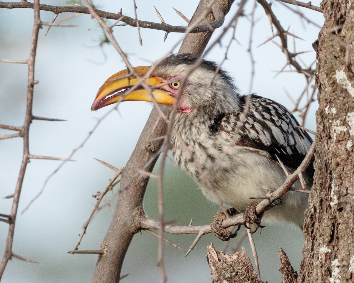 banantoko - ML645667617