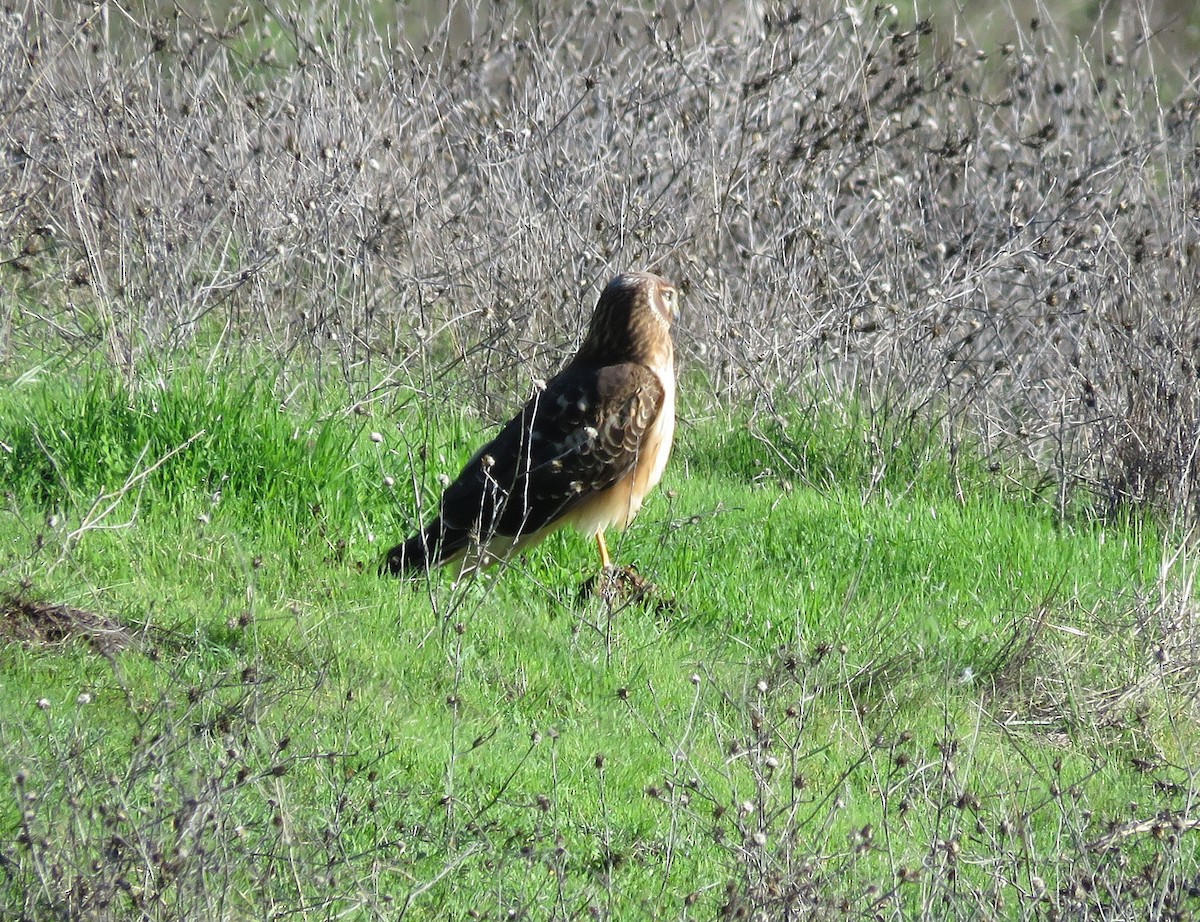 Northern Harrier - ML645667618