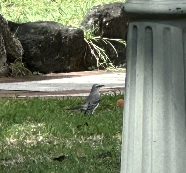 Tropical Mockingbird - ML645667622