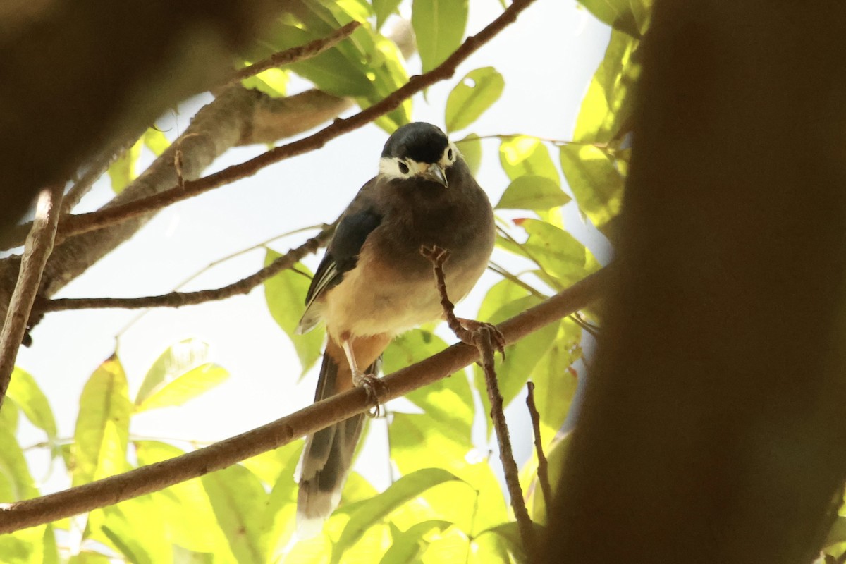 白耳畫眉 - ML645667623