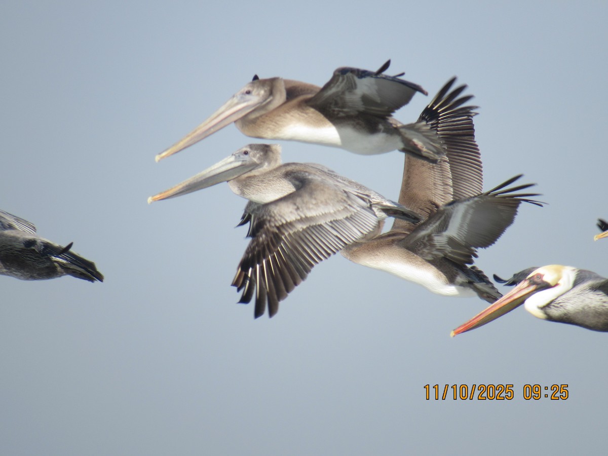 Brown Pelican - ML645667624