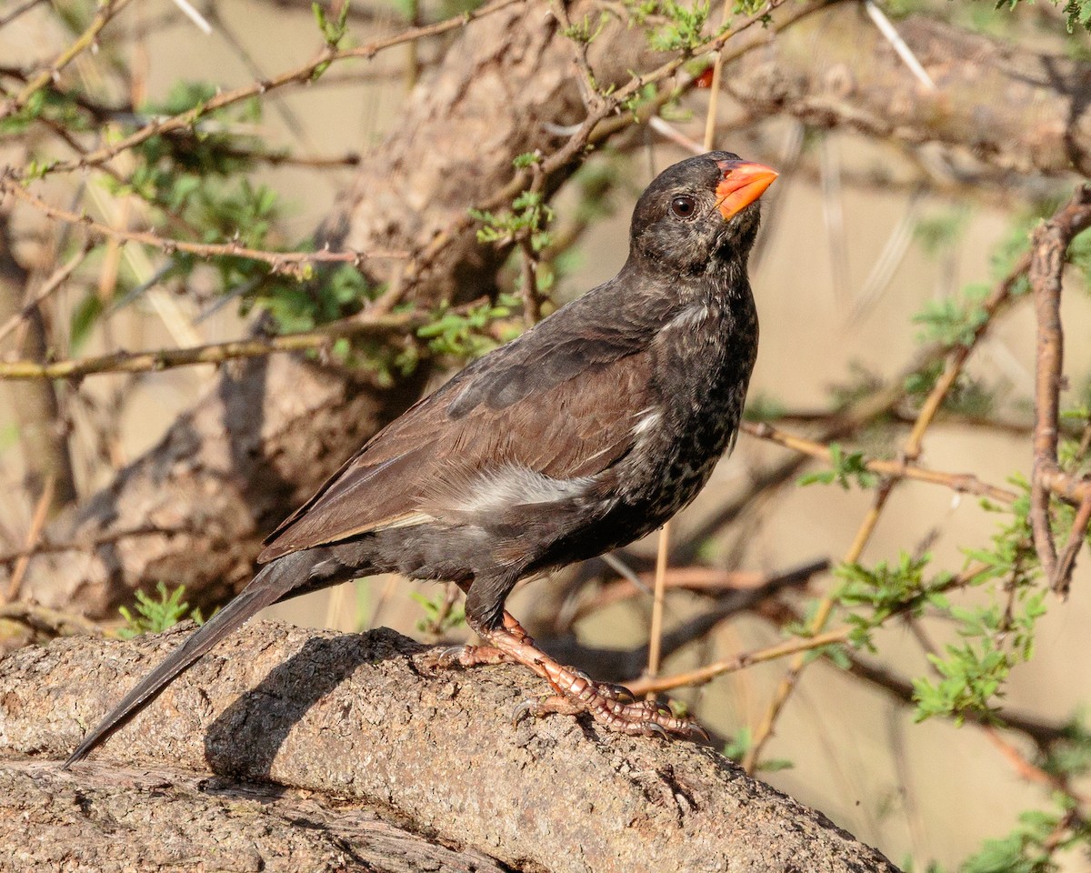 rødnebbøffelvever - ML645667625