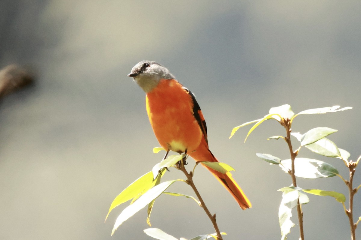 Личинкоїд сірощокий - ML645667626