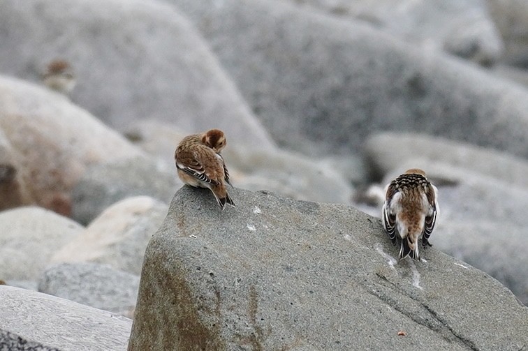 Plectrophane des neiges - ML645667627