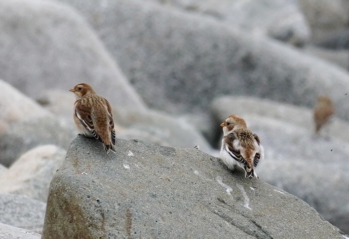 Plectrophane des neiges - ML645667628