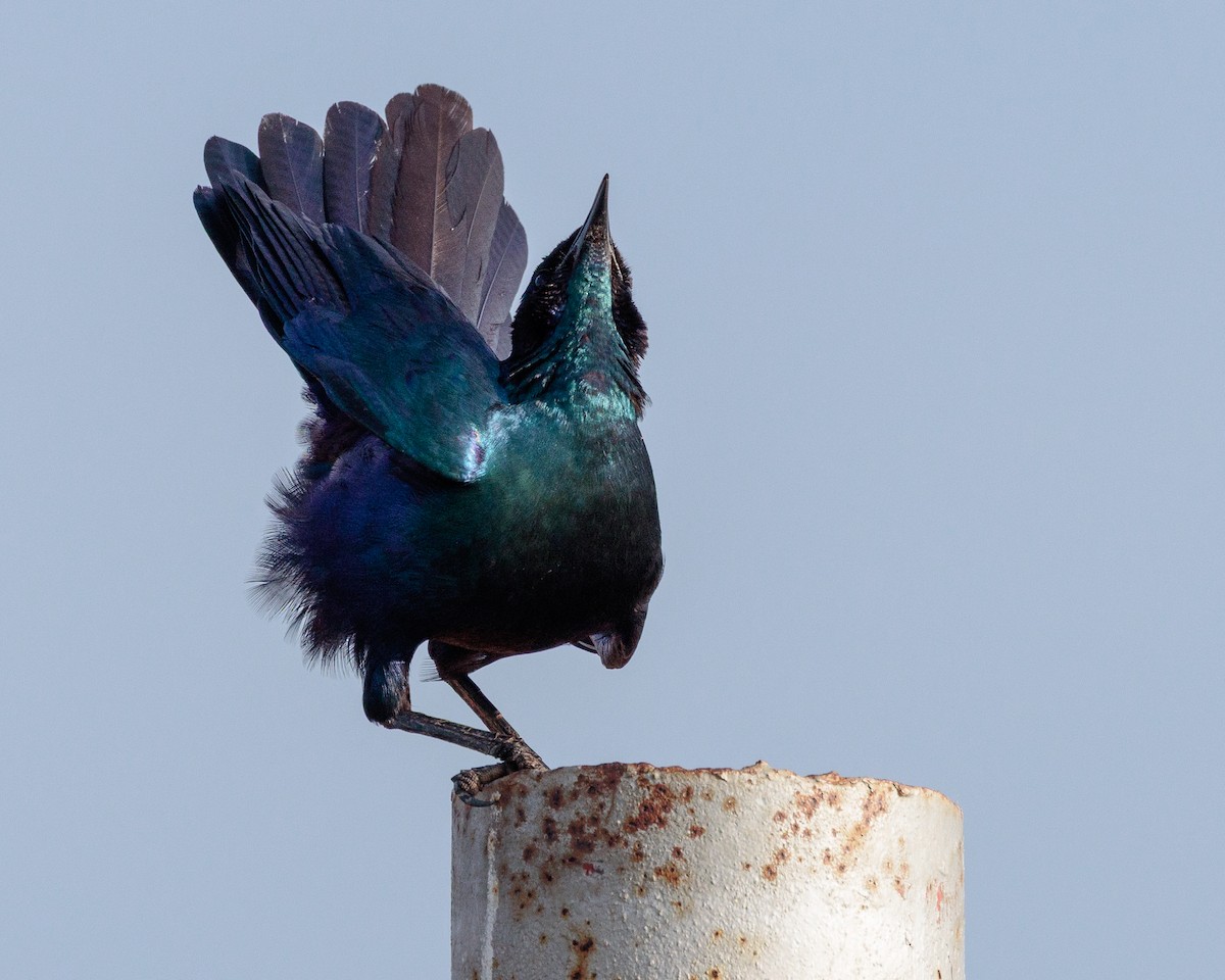 storglansstær - ML645667633