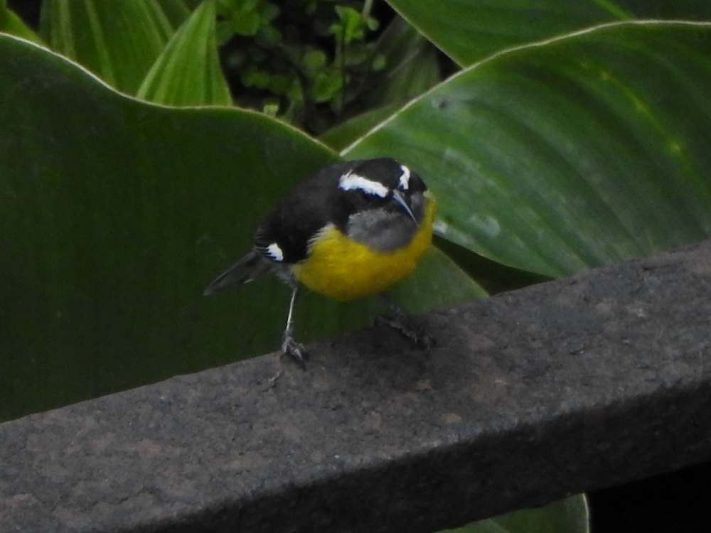 Sucrier à ventre jaune - ML645667636