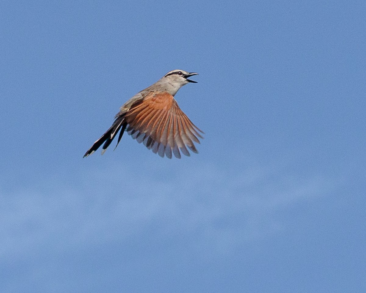 brunkronesjagra - ML645667641