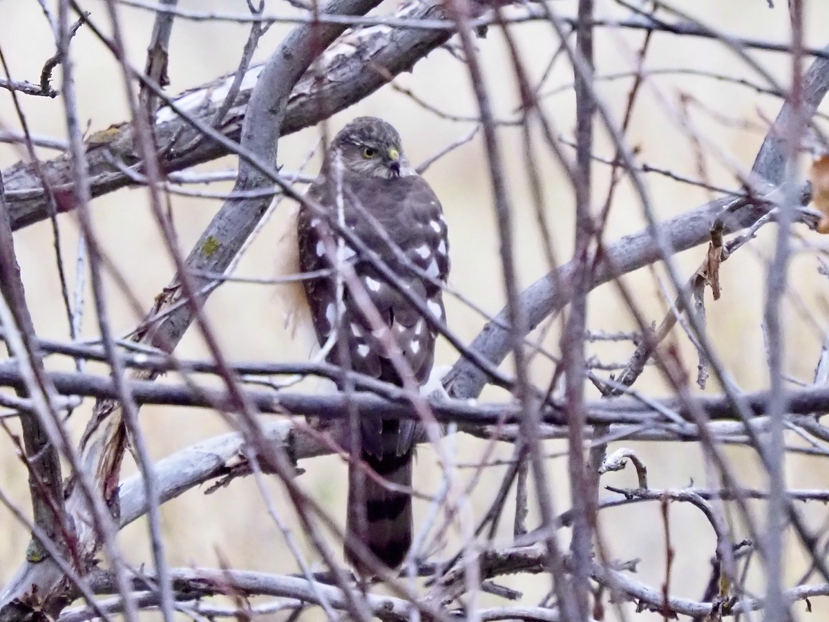 Cooper's Hawk - ML645667642